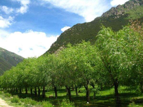 《西藏自治區林業產業發展規劃(2018—2025年)》出臺