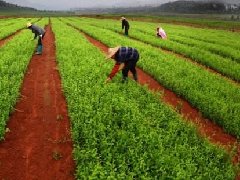 第二批國家農村產業(yè)融合發(fā)展示范園開始申報(附各省分配名額)