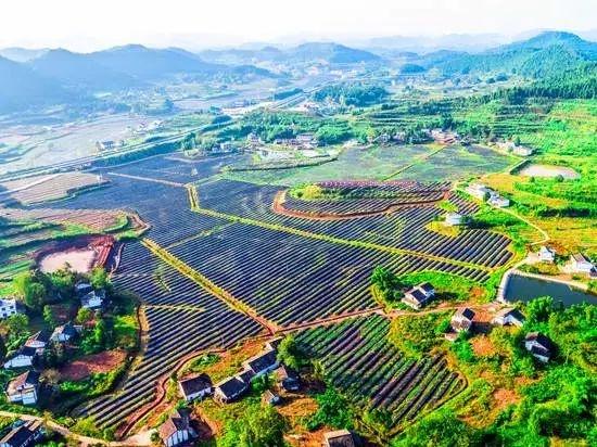 西充:以產業興旺引領鄉村振興