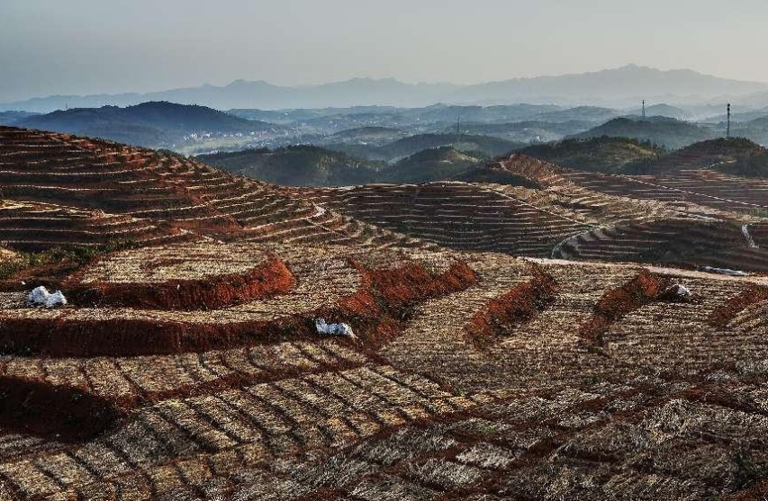 中國高新院課題組赴“中國玉竹之鄉” 深度探索邵東國家現代農業產業園建設路徑